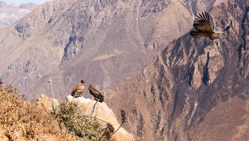 Condores en Colca